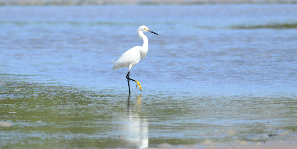 Seeing the Egret at Bunche Beach